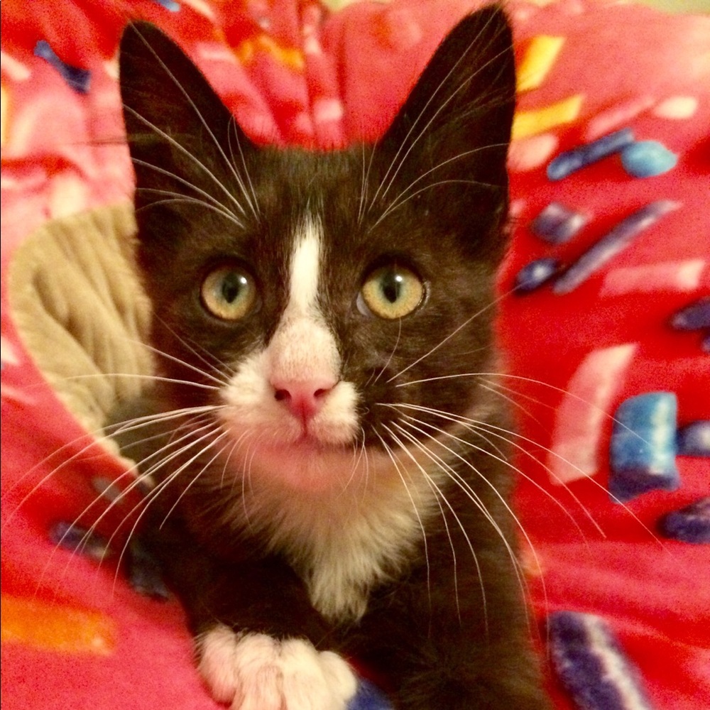 Meet your Posher, Lillyanne